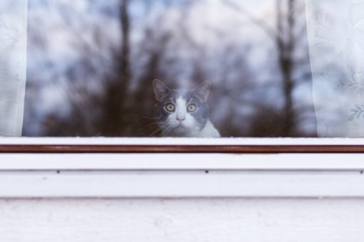 The Cat in the Window, 2016